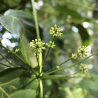 Polyscias balfouriana (André) L.H.Bailey